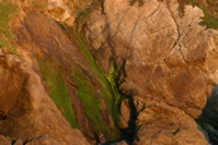 Green slime