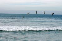 Pelicans flying along the wave